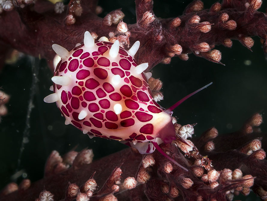 Diminovula margarita